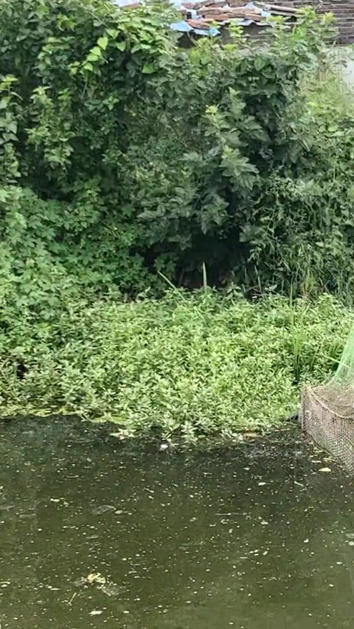 我出生的地方，想吃鸡鸭鹅就去圈里抓