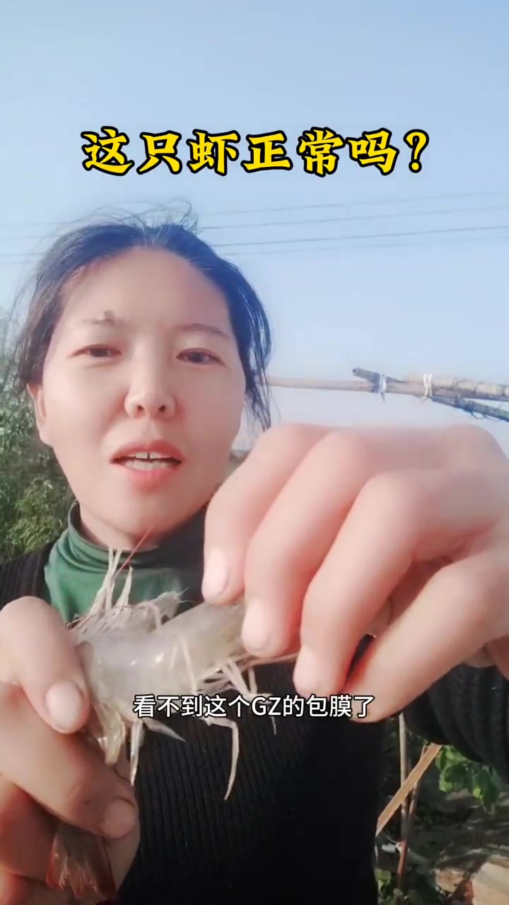 南美白对虾养殖技术，这只虾正常吗？养虾技术，这虾健康吗？