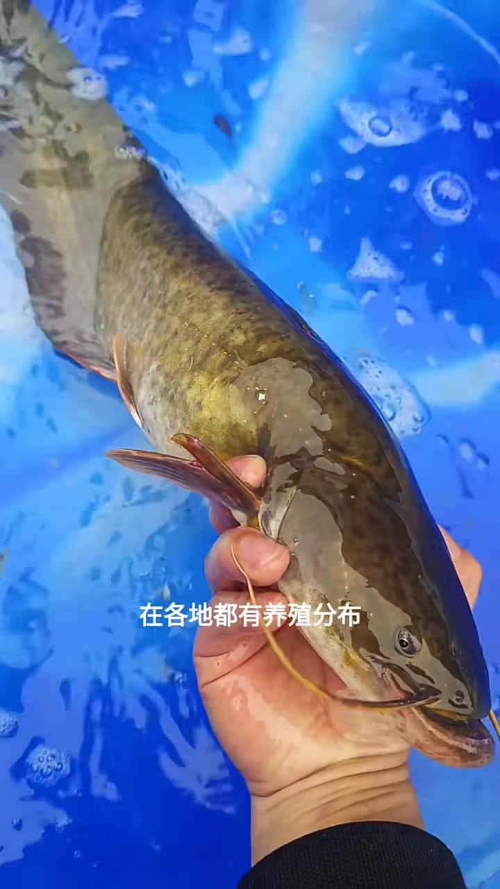 正宗南方大口鲶，生长快，抗病强，成鱼体型好，油脂少，养殖吃饲料或鸡肠冻鱼等肉类边角料，一年