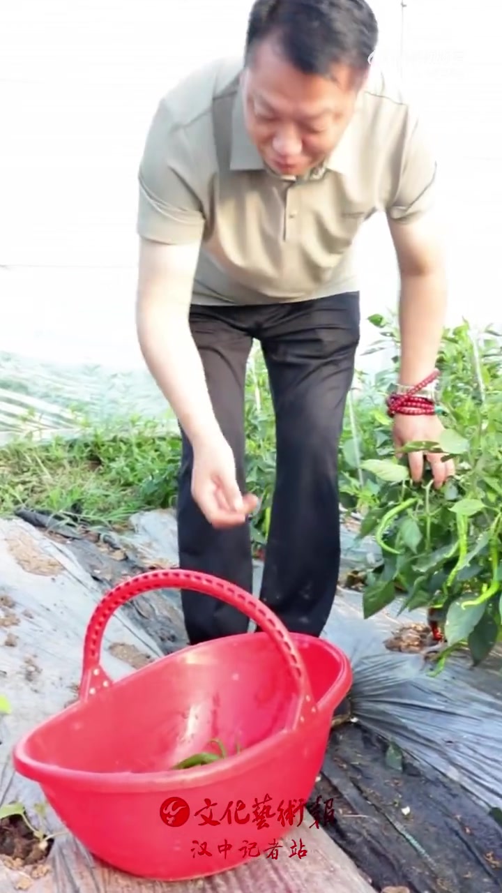 清晨六点，走进菌香牛之味无公害蔬菜种植基地，见证蔬菜从田间新鲜采摘