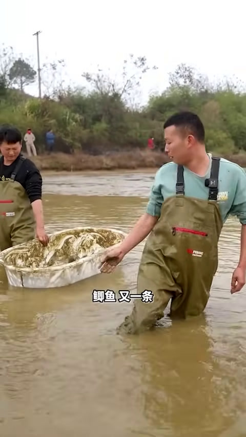荒废5年的泉水鱼塘,没想里面有这么多的大货 【在养殖场安全,请大家不要模仿】(7)