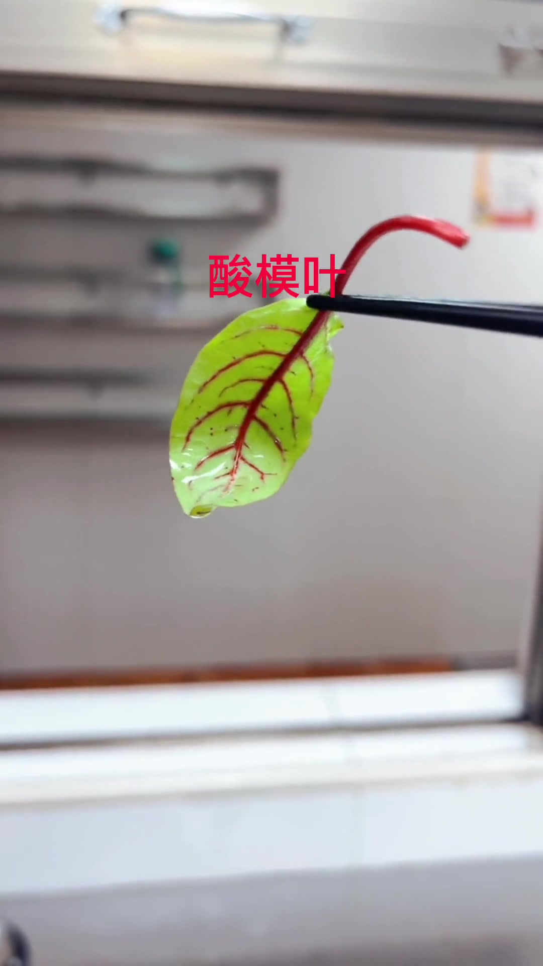 冷菜常用点缀花草名称分享，喜欢用的到赶紧收藏