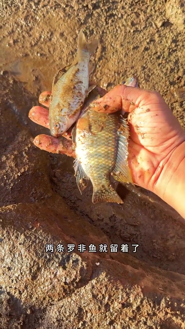 唯有土地与阳光,才能把这些受了诅咒的“恶魔鱼”永久封印于地下