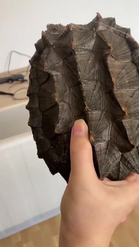 今天拉波小仇恨，新疆克拉玛依的粉丝送的大鳄到了哈哈有喜欢小鳄鱼小鳄龟的看下煮耶