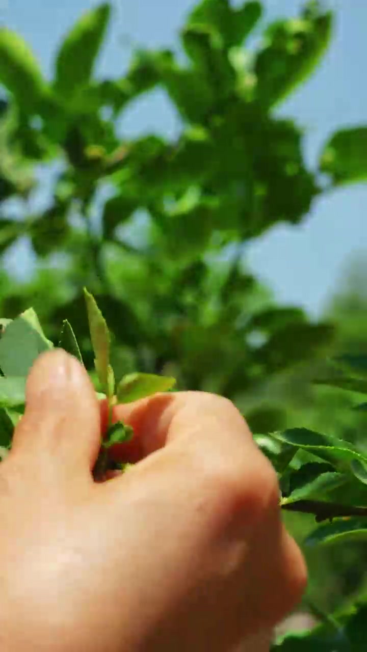 「夏至凉面」天气热没胃口？那你就照着我这样做个凉面吃吧，酸辣开胃又解腻，比大鱼大肉还好吃，