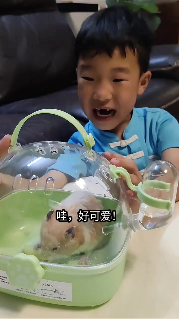 仓鼠只活3年,但做成视频就永远活在我心中~