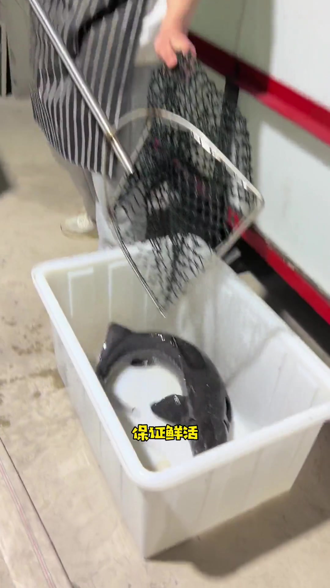 中华鲟,一鱼八吃的全鱼宴