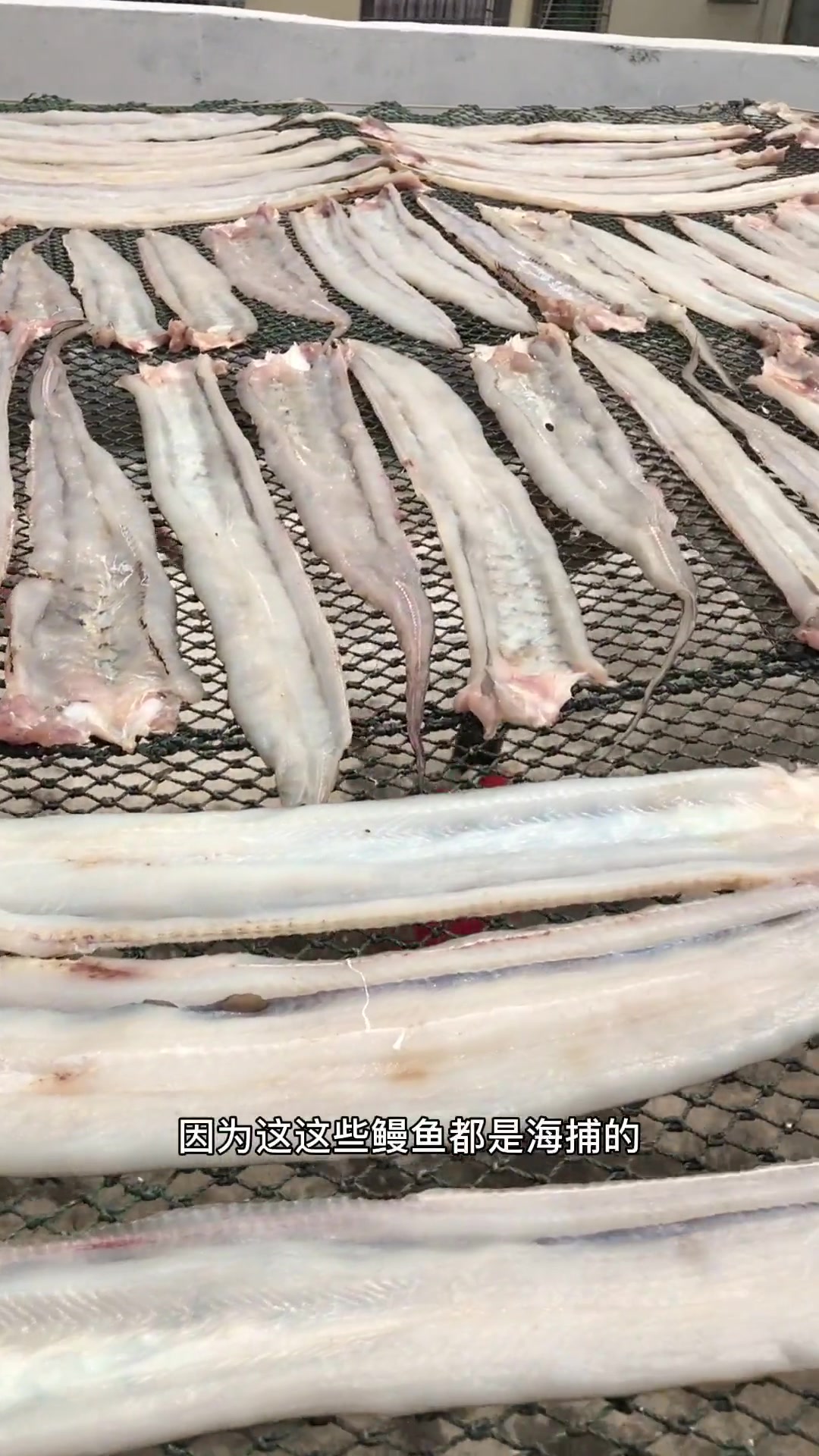 阿公真的很会晒鳗鱼干!