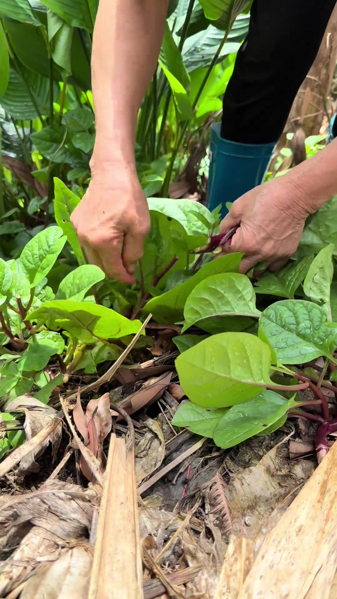 今日与家婆回乡下摘荔枝，又见鲜嫩野菜