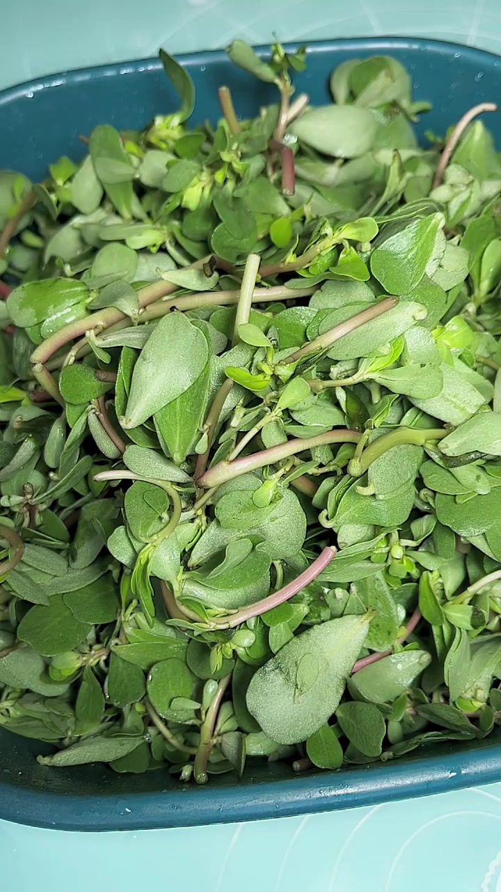 马齿菜，叫他长寿菜多吃一点