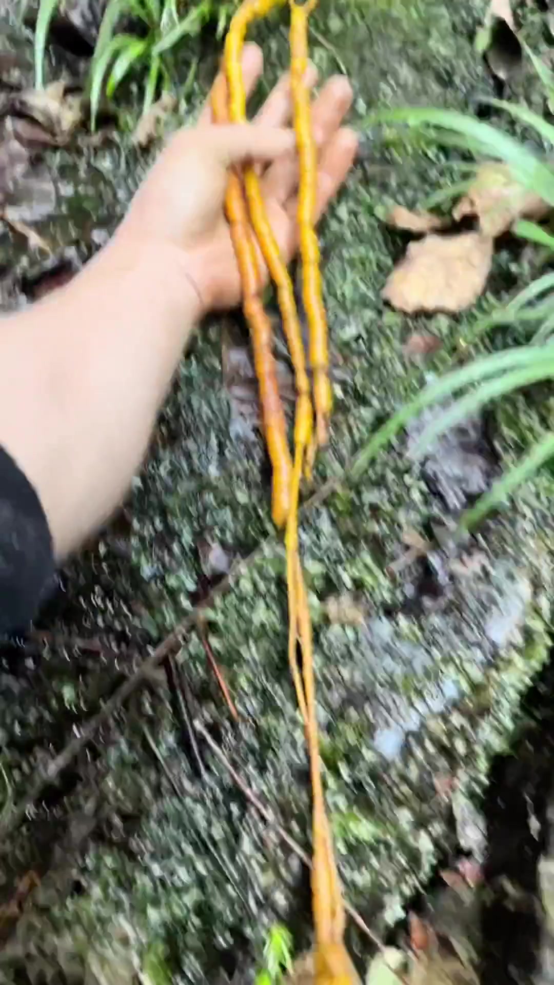 拍鸡筋参视频,我是自信满满的