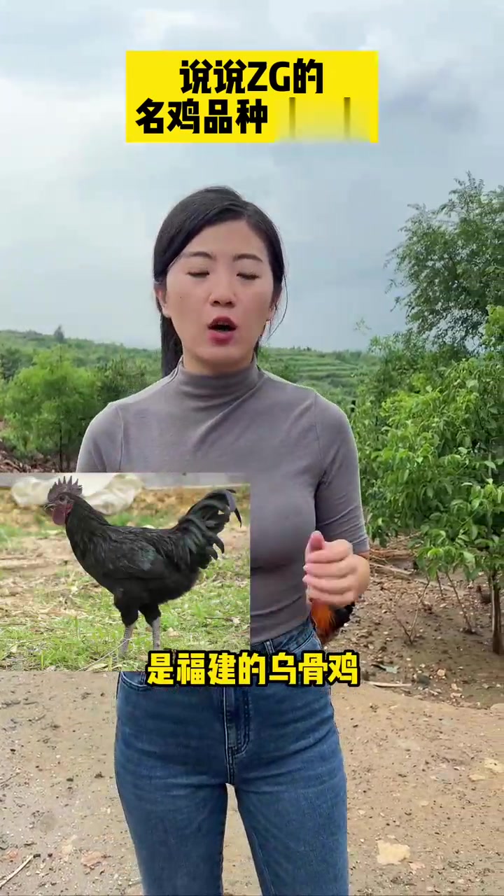 说说ZG的名鸡品种