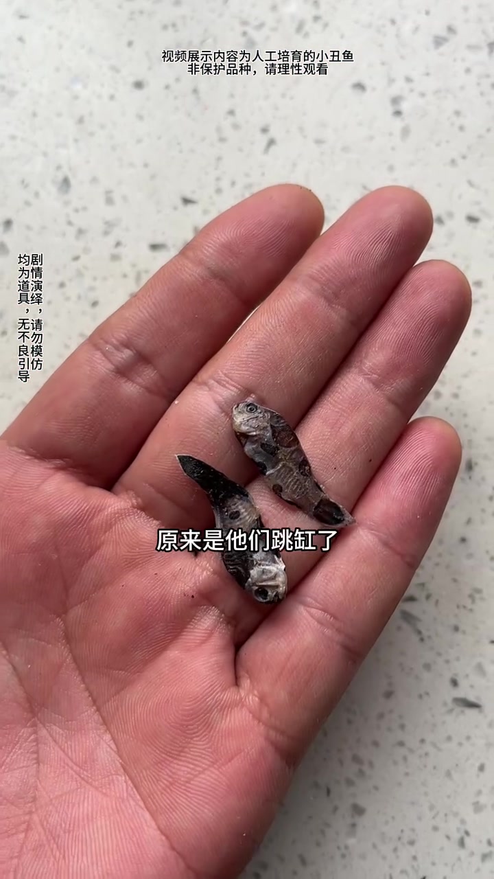 我又养小丑鱼了，而且这次我成功的让他们学会了钻海葵！