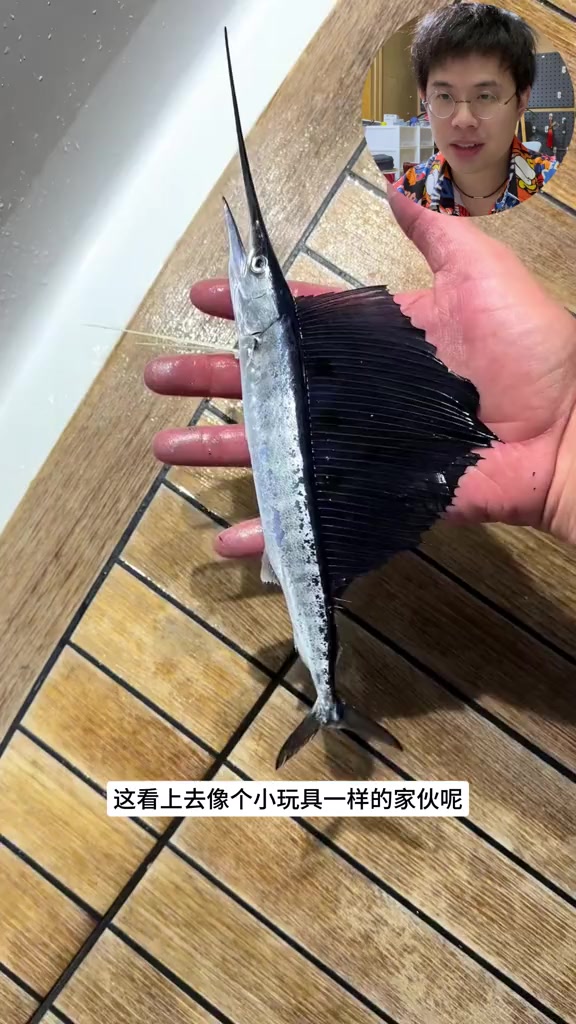 水中剑客旗鱼：靠背鳍减速，被戳一下不得了