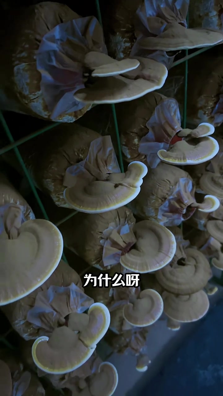 山东冠县灵芝无土栽培技术
