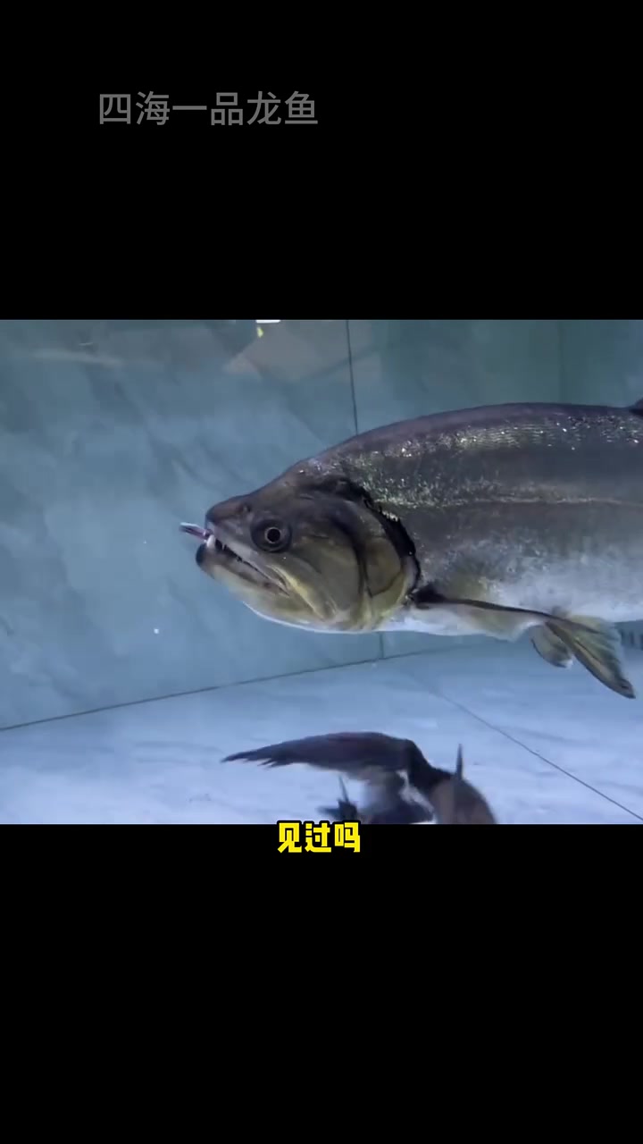 手掌大的神仙鱼 水族 观赏鱼