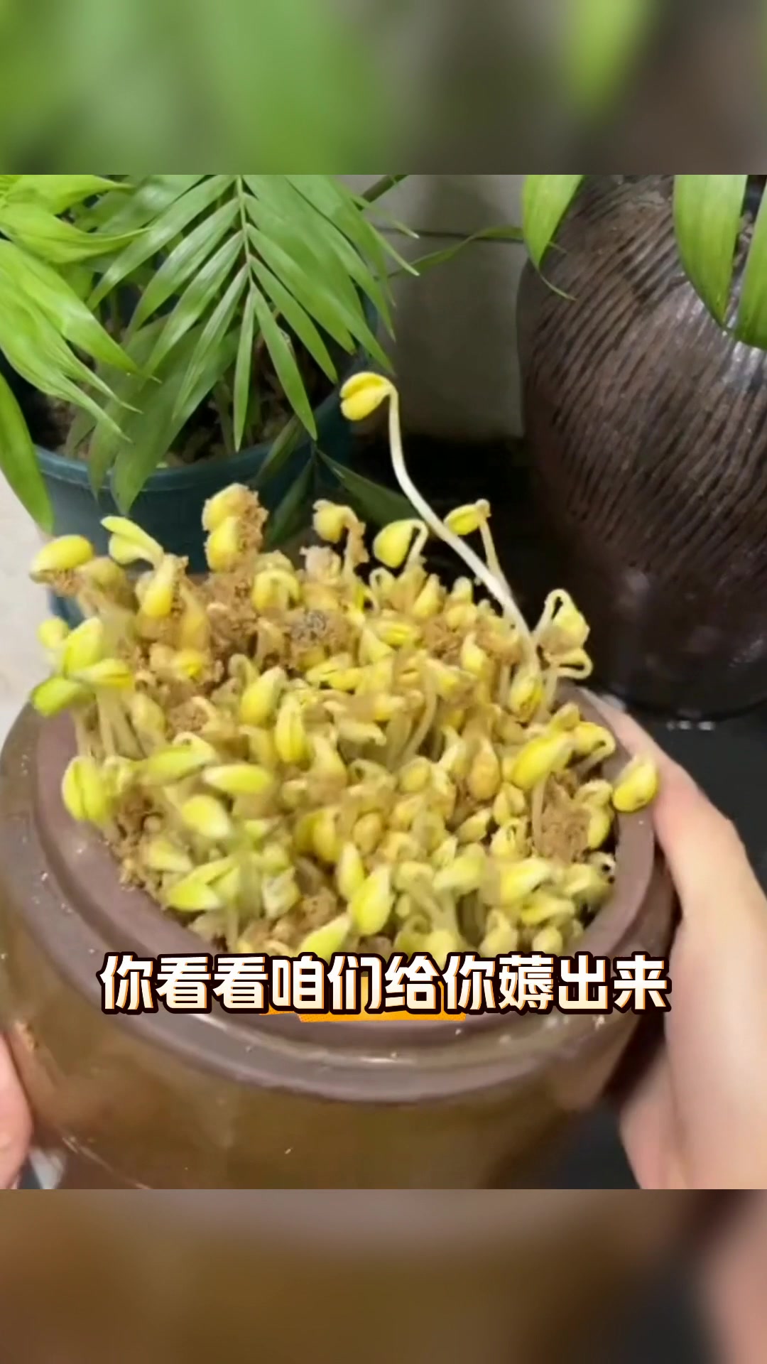用沙子生的黄豆芽长得特别好