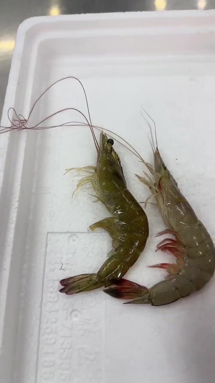 吃虾就选东方虾