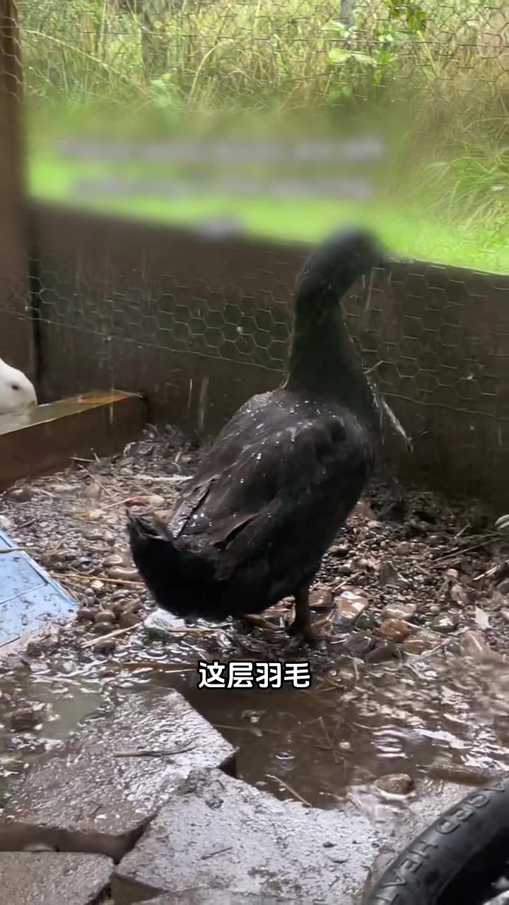 为什么鸭子在雨天就一动不动 鸭子听雷