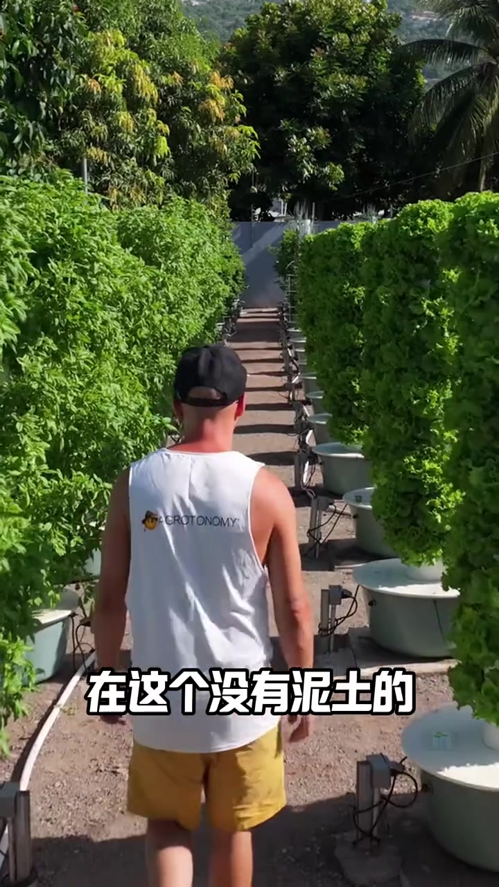 水培塔塔无土种菜：20天收一茬！省水90%、产能翻5倍，戈壁沙漠海盗基地全年爆菜