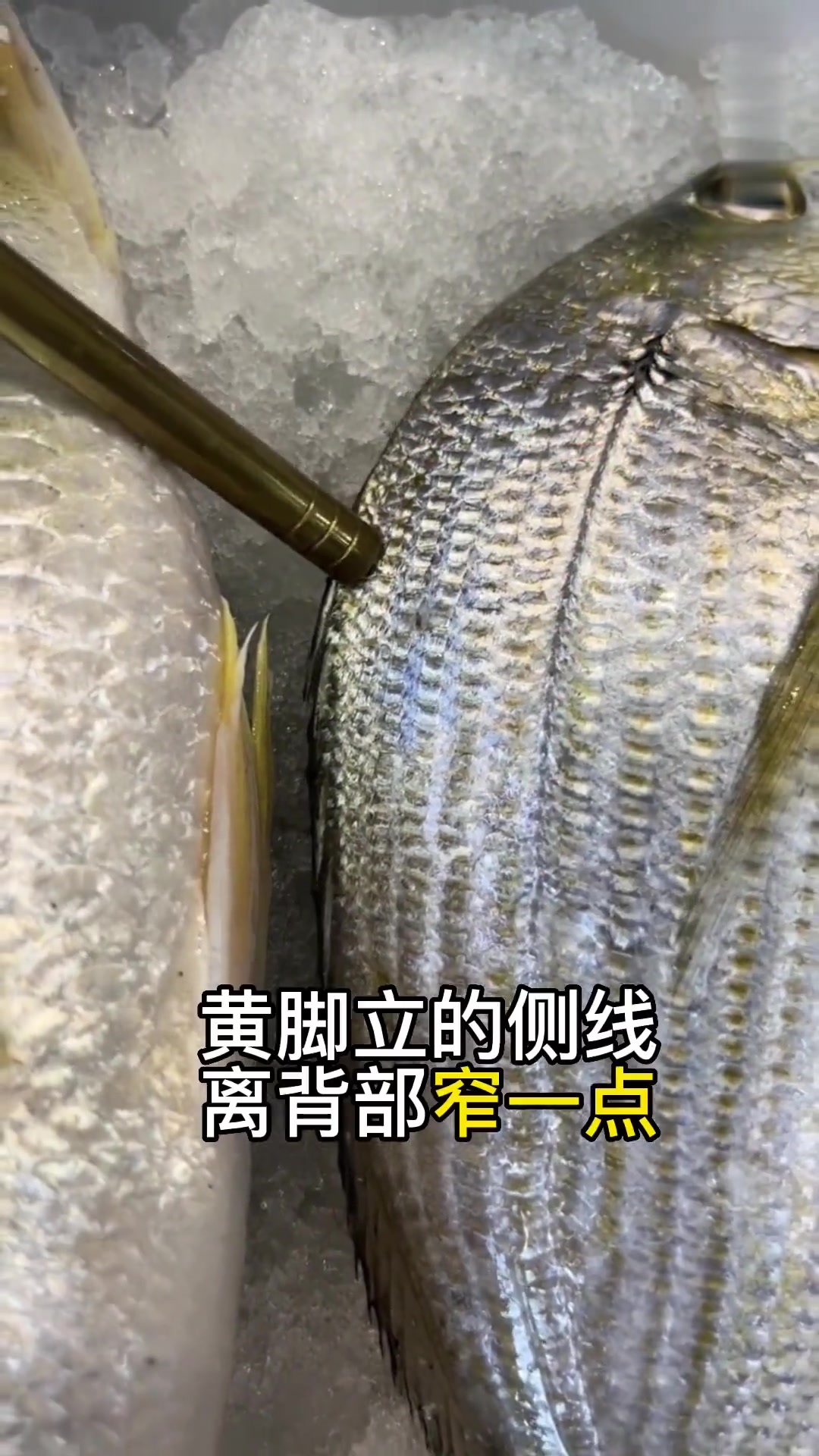 被食神蔡澜称为“世界上最好吃的鱼”，黄脚立鱼（黄鳍鲷）