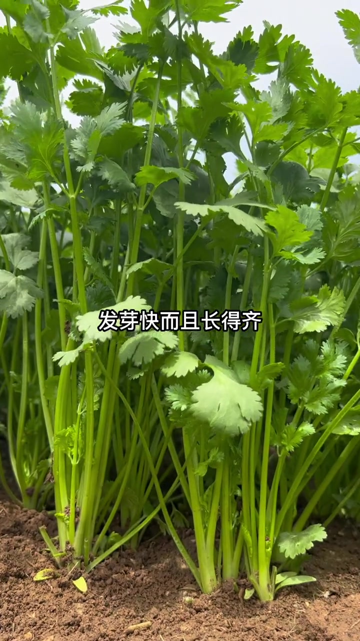 香菜种植小技巧