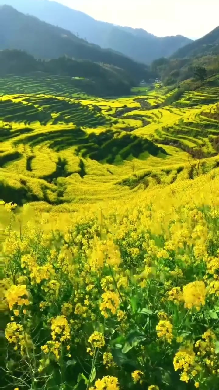 婺源2024年油菜花预计花期,平原与山区开放时间公布