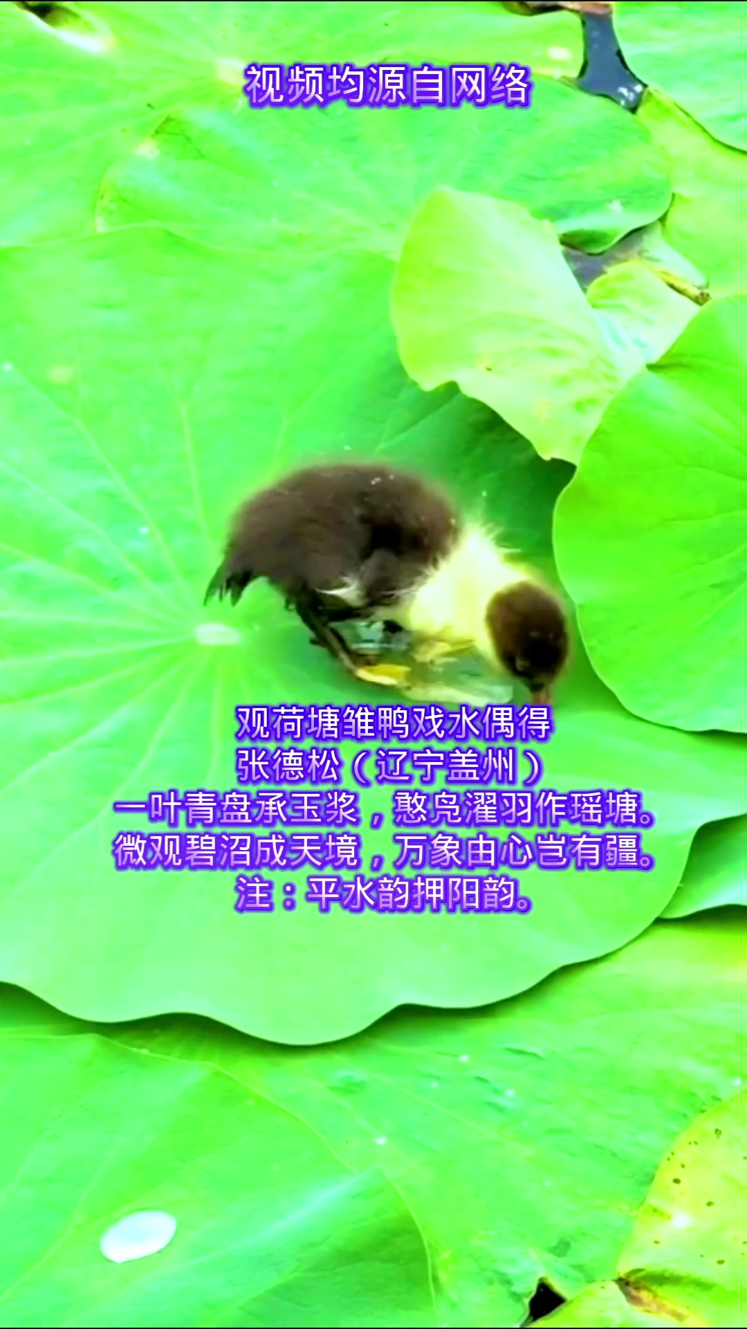 观荷塘雏鸭戏水偶得