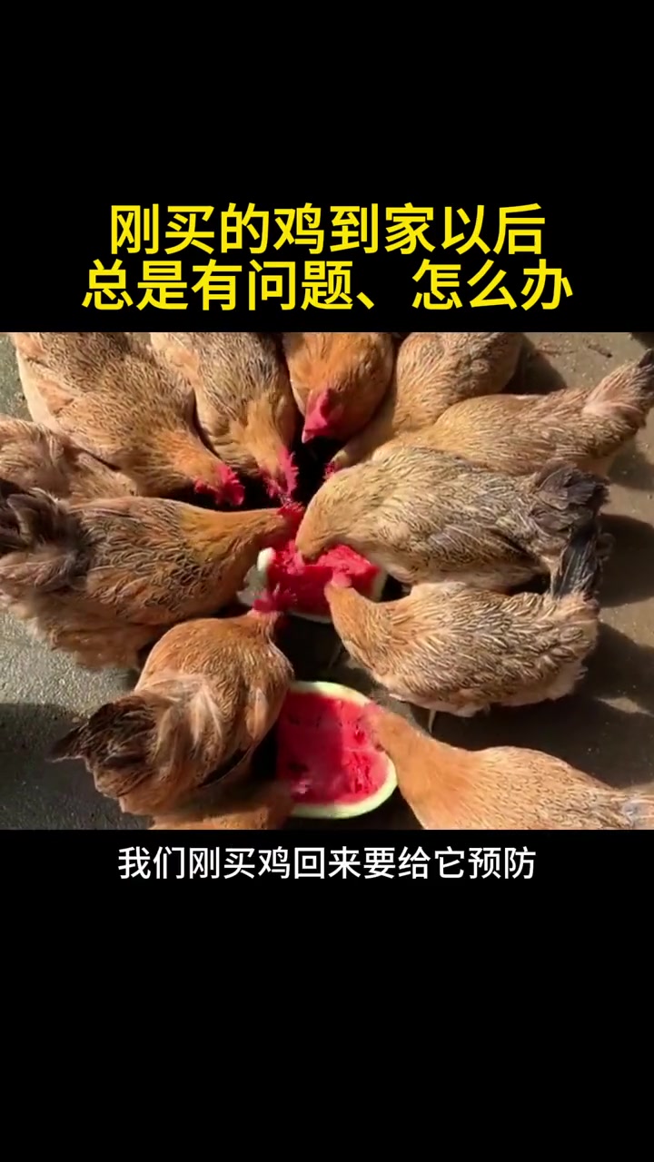 优质山林生态散养土鸡！