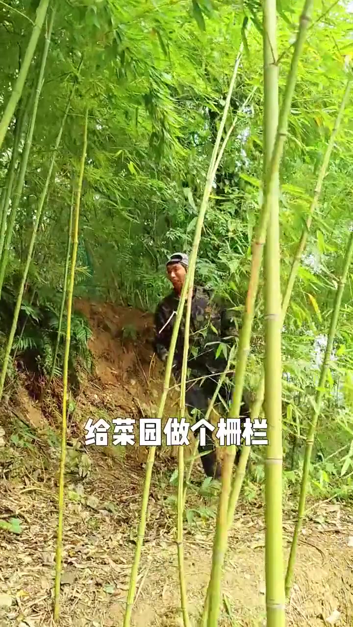 小熊老师用竹子给菜园做了栅栏,清新别致,您做过这样的菜园栅栏吗?咱们评论区交流交流