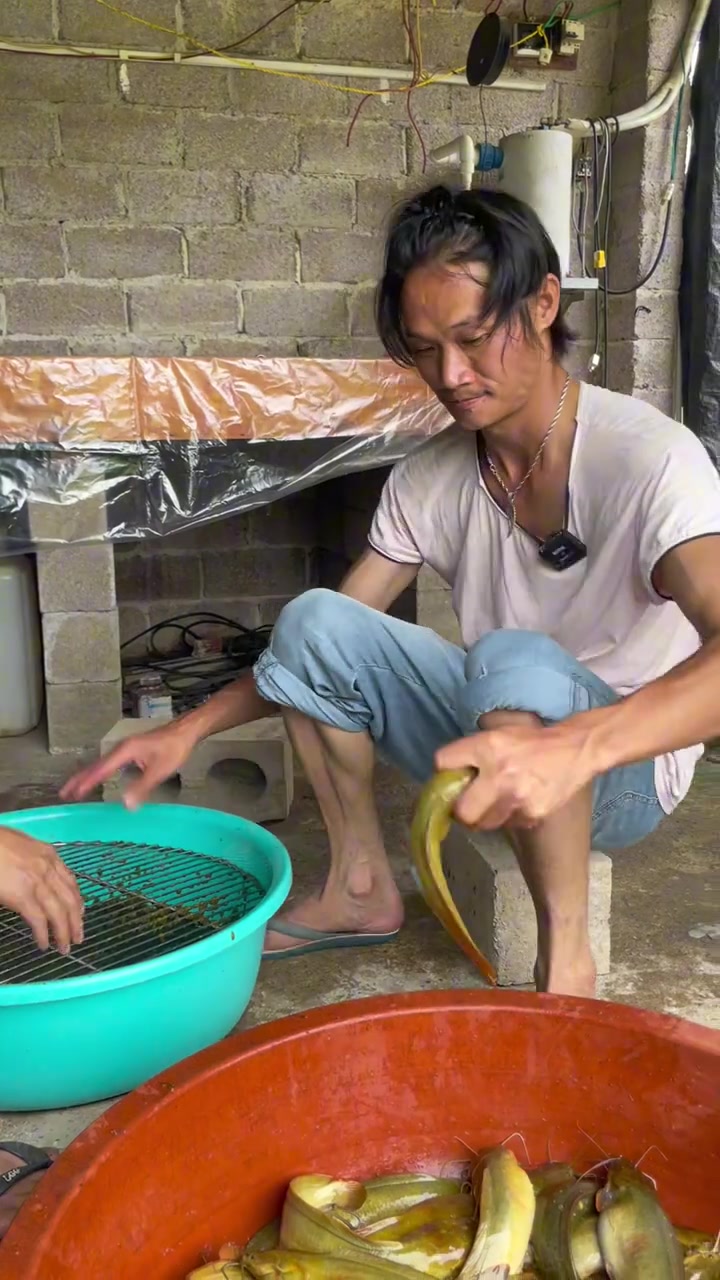 塘角鱼说话。给网友们分享一下塘角鱼苗的孵化过程