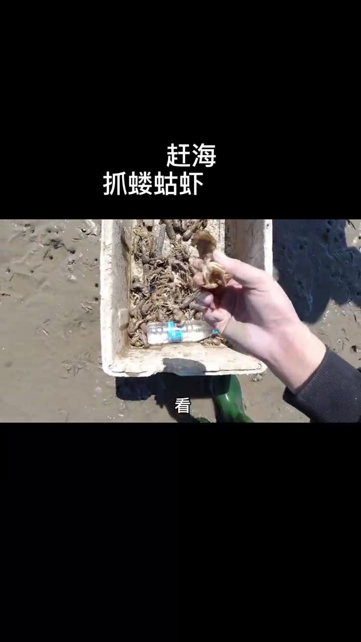 大海退潮后，海滩上全是蝼蛄虾洞，我连一只虾都没抓，知道是为啥吗