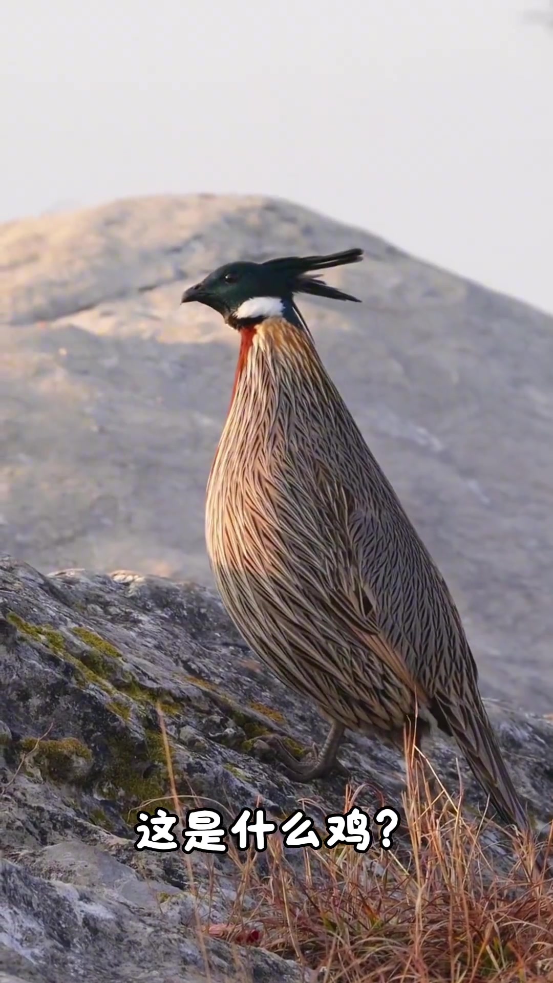各地野鸡科普分享,15种不同品种,看看你见过哪些