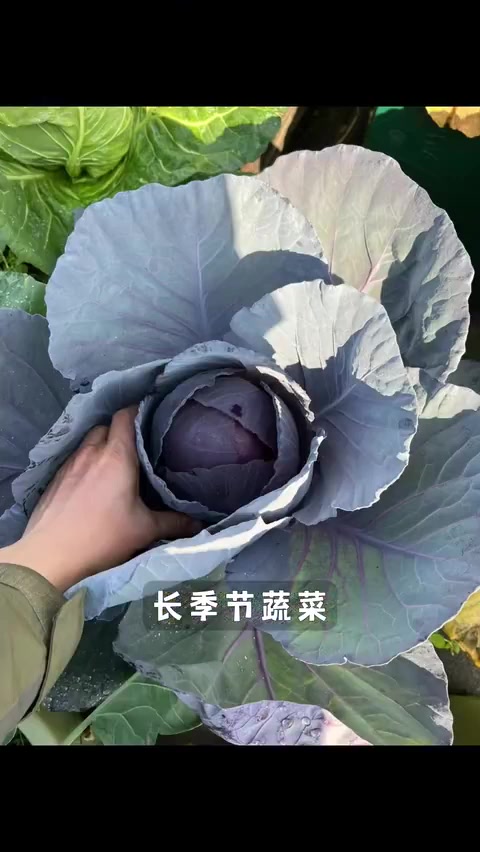 南方12月前还能种的蔬菜品种推荐