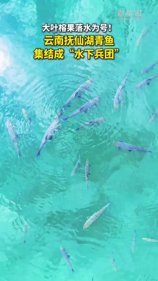 大叶榕果落水为号!云南抚仙湖青鱼集结成“水下兵团”
