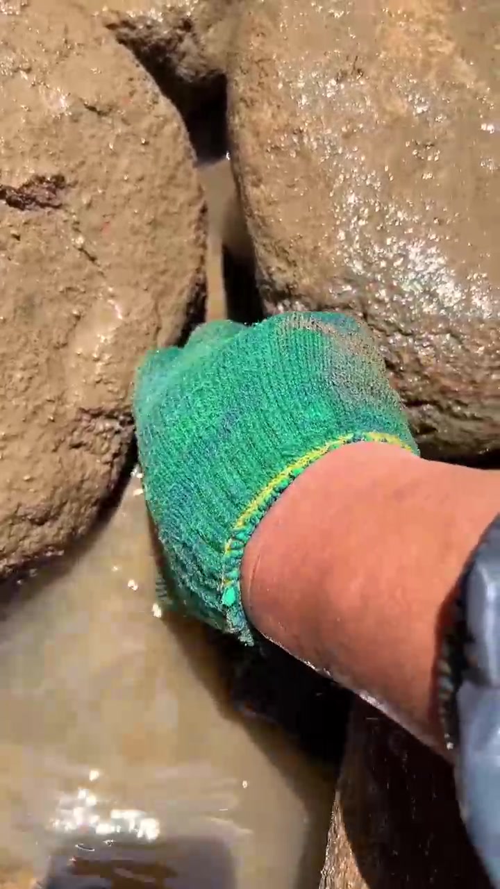 高温三伏天上岛赶海，抽坑抓鱼开海鲜盲盒，上手鱼货都考熟了！