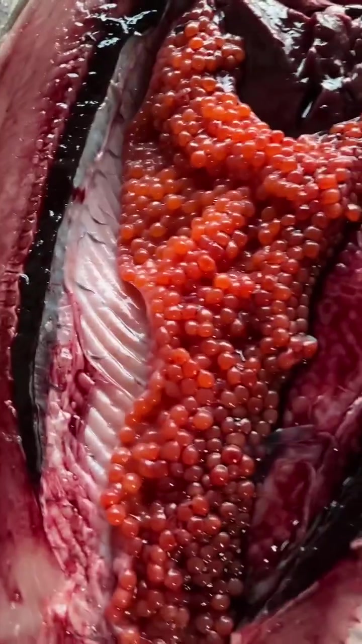 用大马哈鱼制作鱼籽