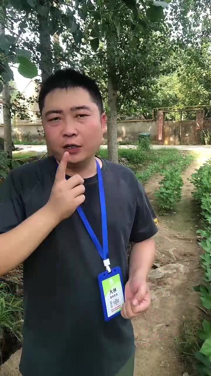 白菜包芯不烂帮的核心