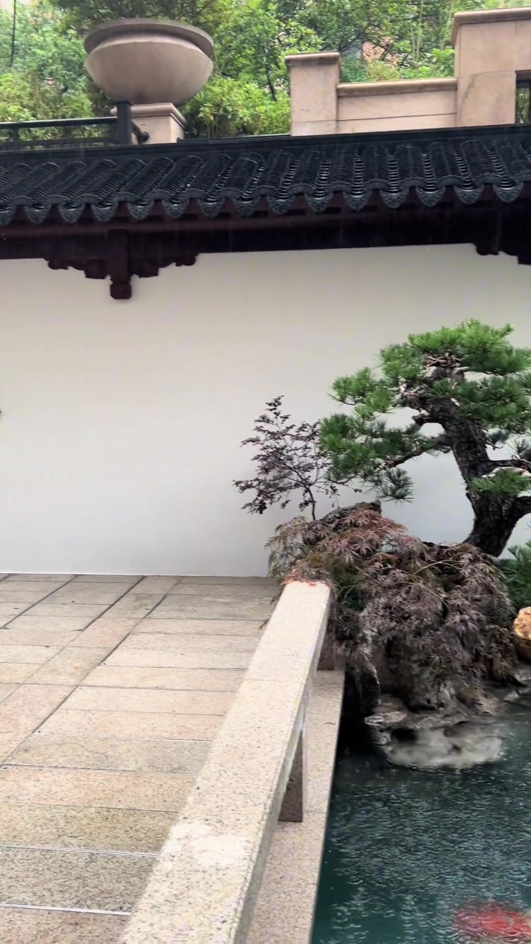 锦鲤鱼池养水记录，不同时间的水质变化，生态鱼池养护观察