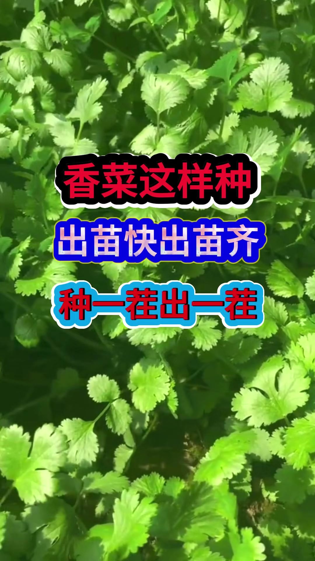 香菜这样种出苗快出苗齐种一茬出一茬