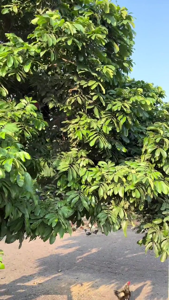 珍稀独特的大围山微型鸡!