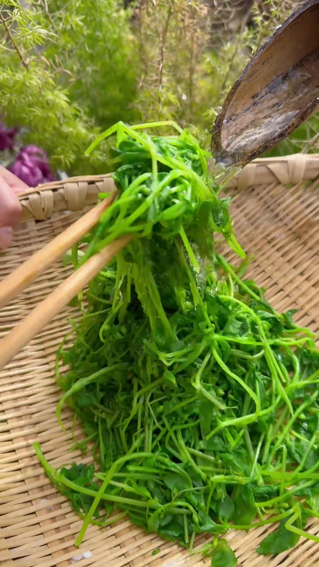 鸡鸭吃的鹅肠草,人也可以吃,喜欢吃野菜的可以试试