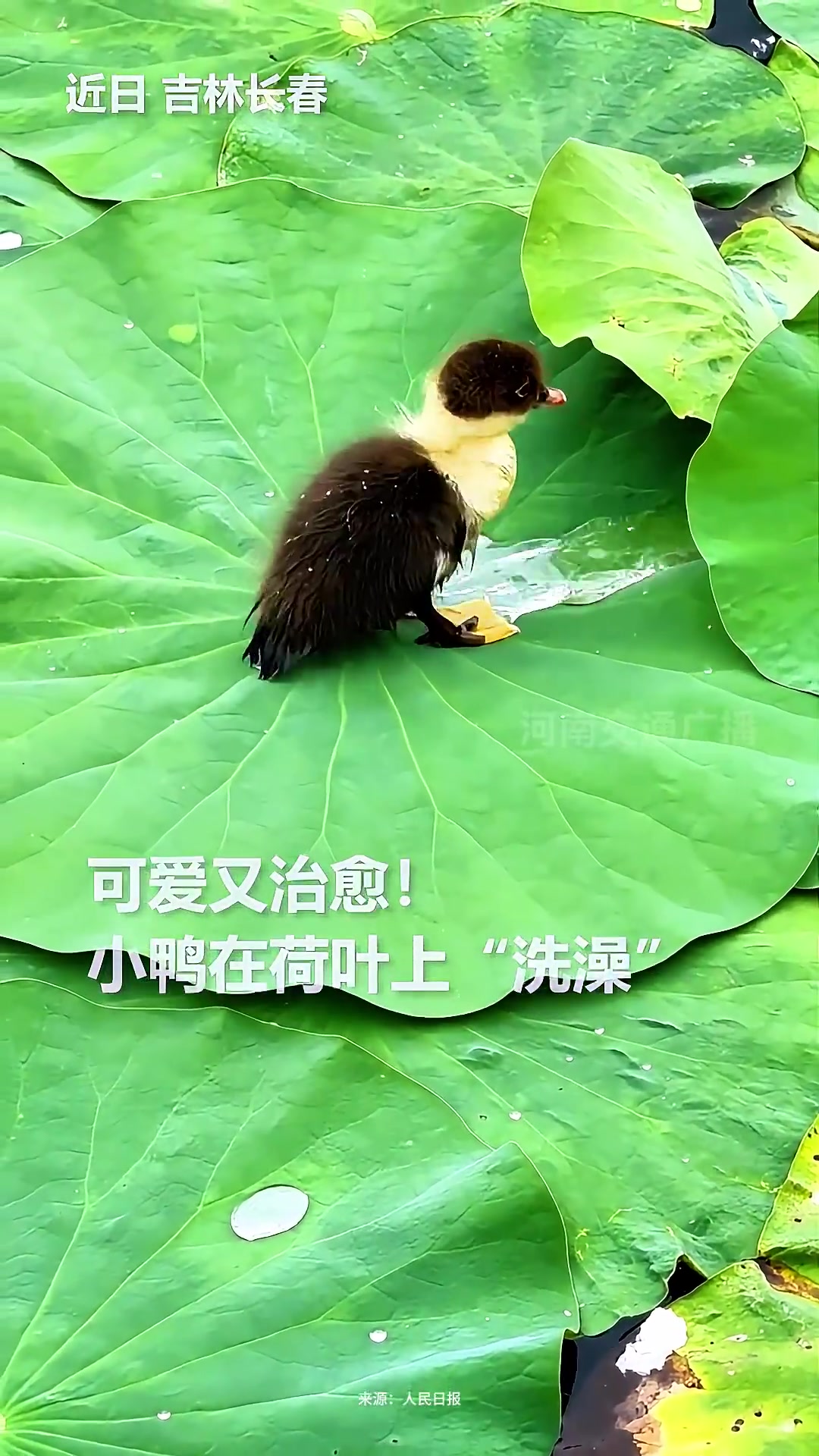 小鸭子洗小脚丫真可爱鸭!