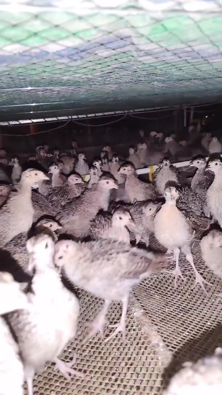 满月山鸡苗，高密度育雏