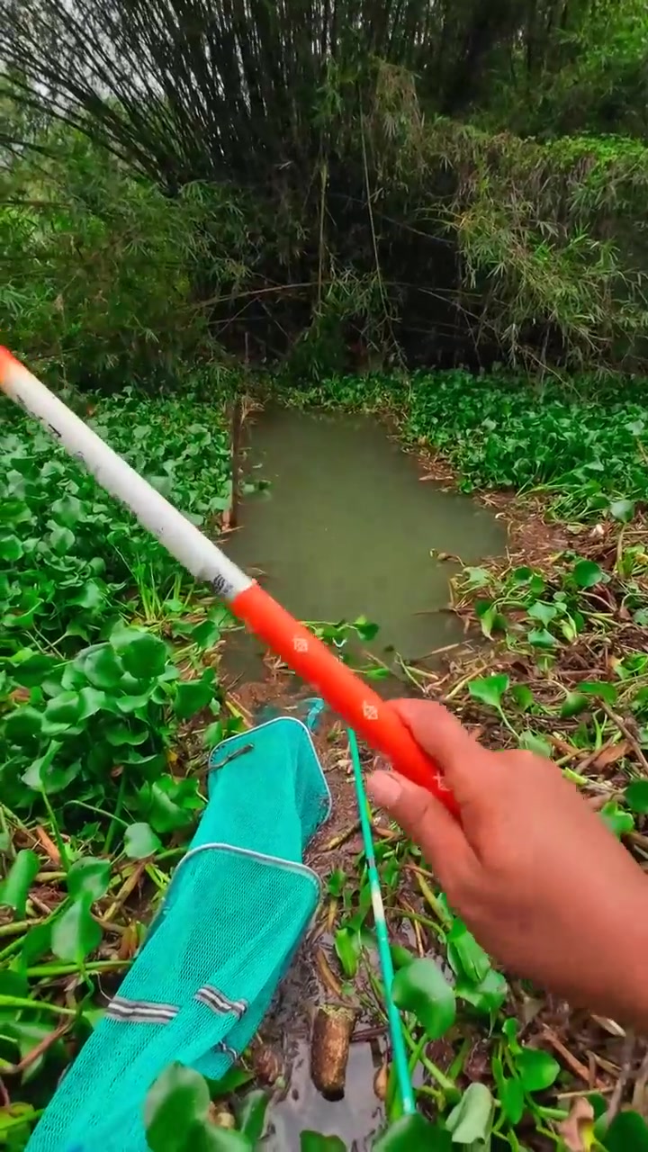 大口鲶，花鲶，胡子鲶，一条接一条狂拔，密林中的小溪流鲶鱼真多！