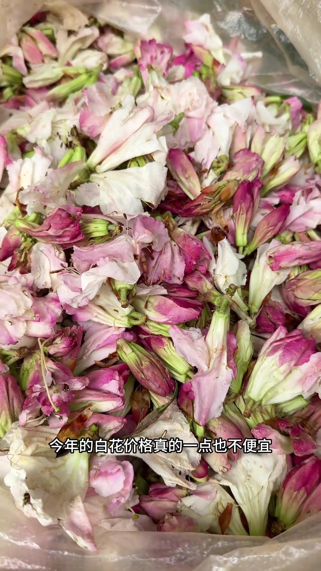 云南人爱吃的花花草草之豆米烩白花