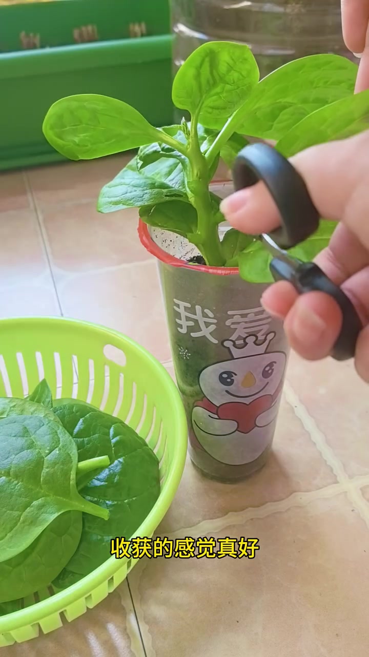 木耳菜长得旺适合懒人今天吃木耳菜汤啦