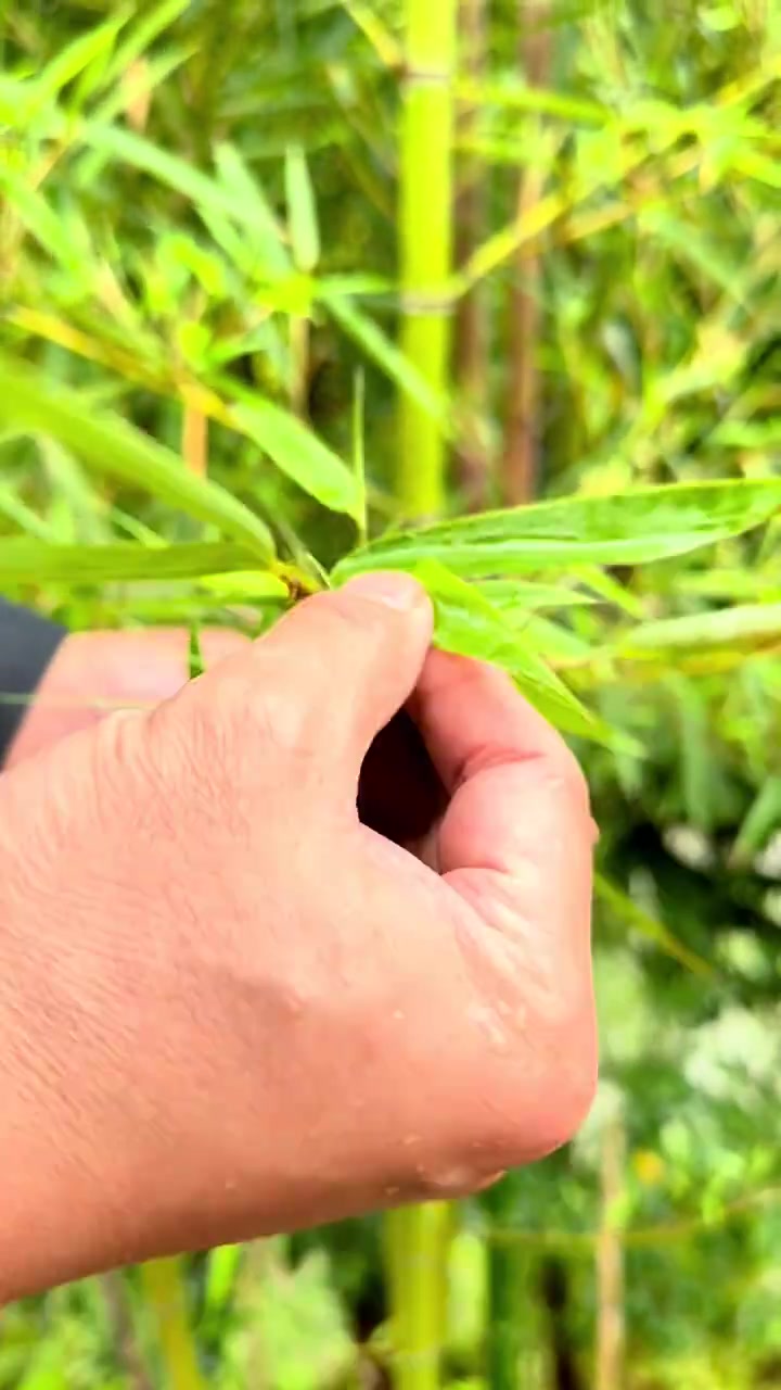 竹叶能做茶饮煲汤入药快来试试淡竹叶粥做法
