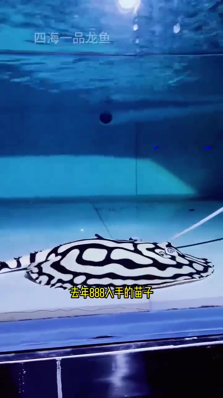 为什么聪明人都在养魟鱼