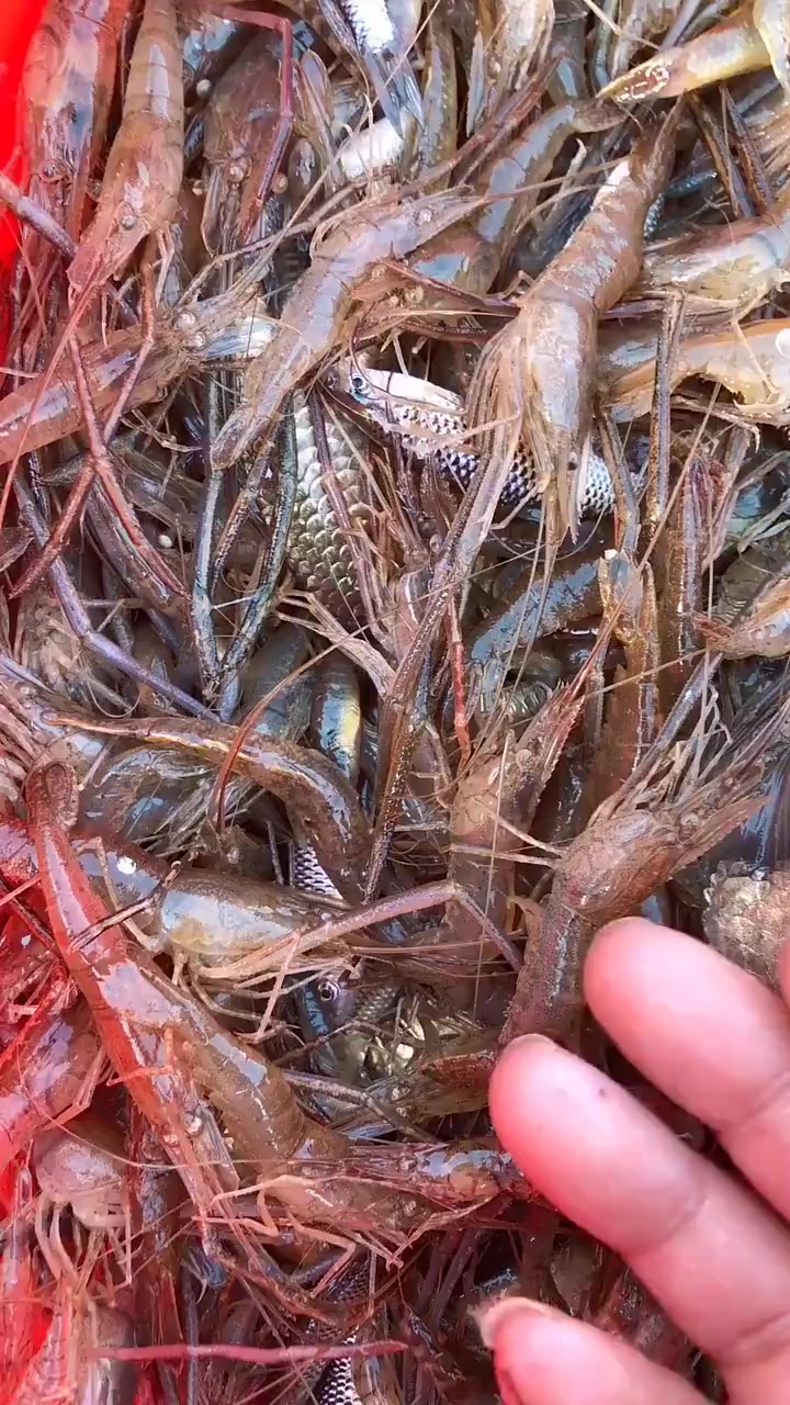 家人们“家庭铁锅炖鱼”教程来啦!